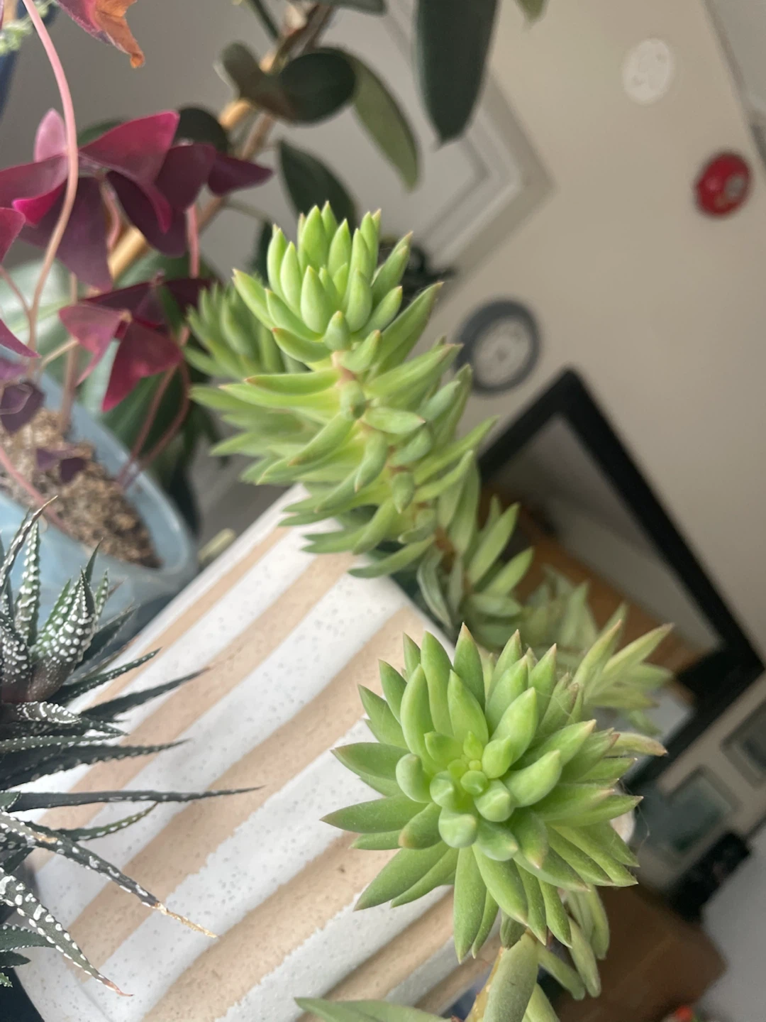 Succulent plant in decorative pot - photo 2