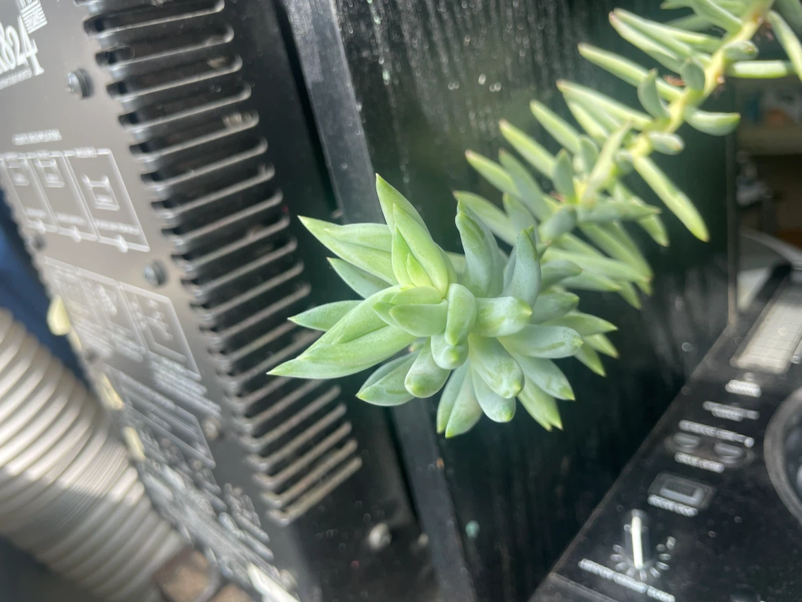 Succulent plant in decorative pot - photo 3