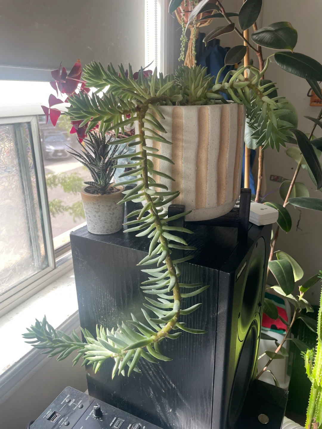Succulent plant in decorative pot - photo 4