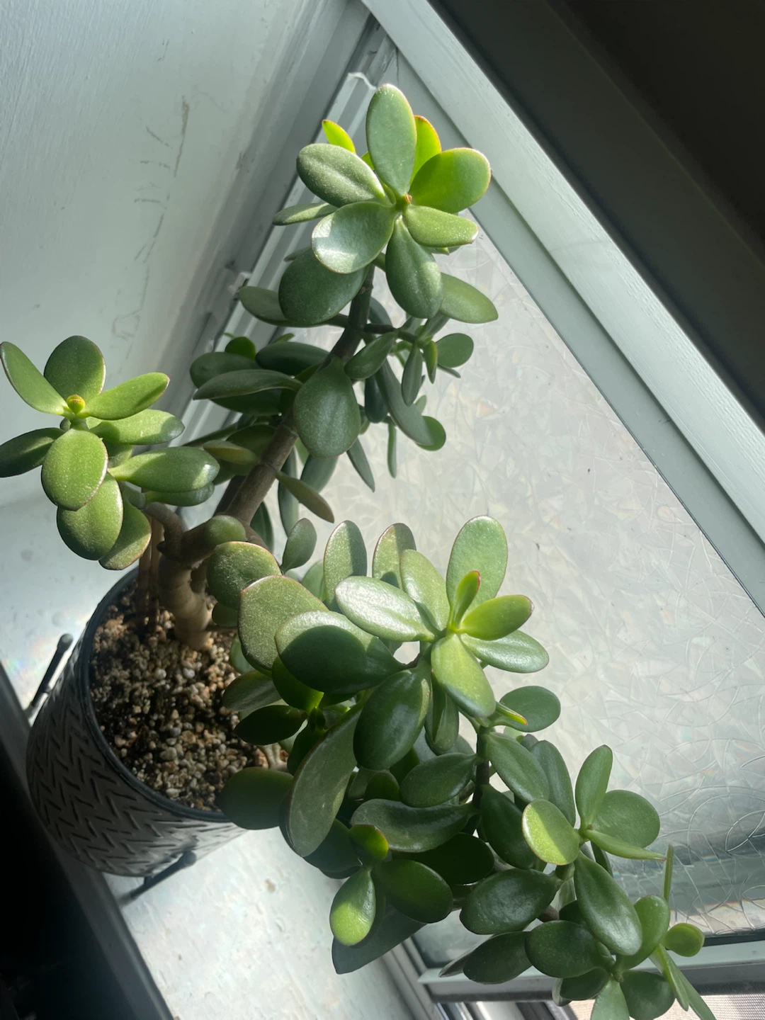 Jade Plant in Decorative Pot