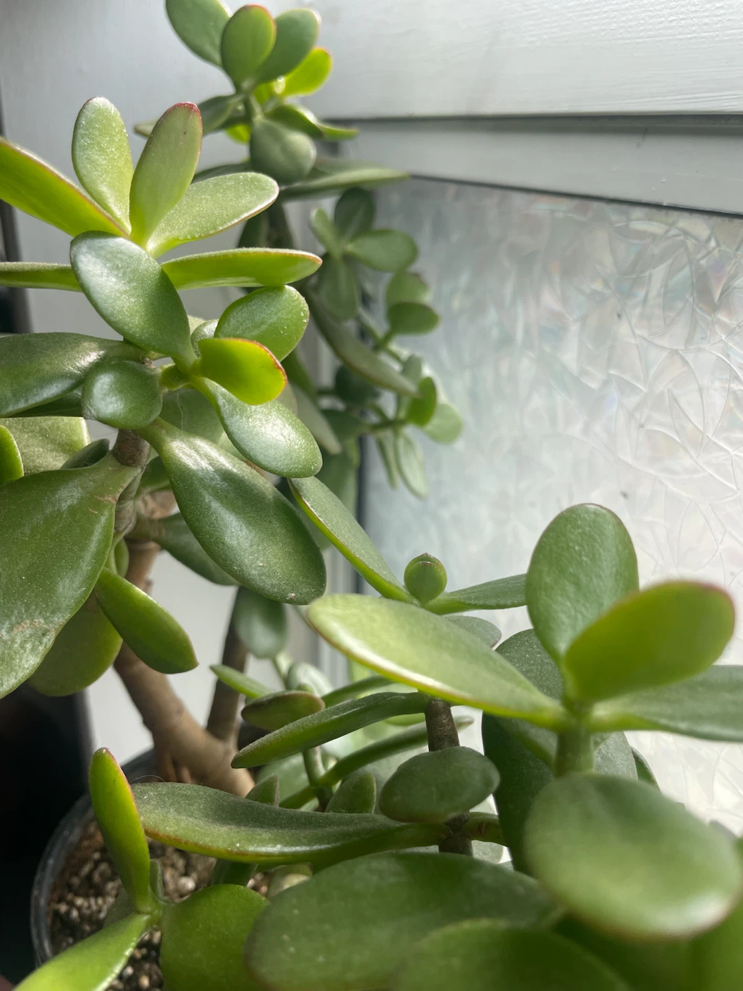 Jade Plant in Decorative Pot - photo 2