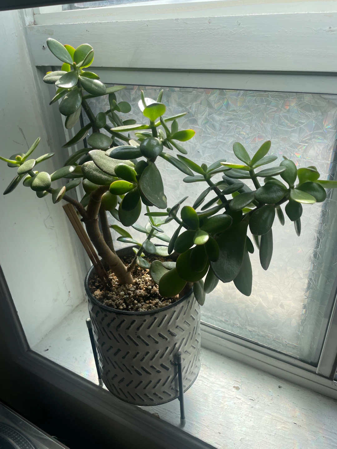 Jade Plant in Decorative Pot - photo 3