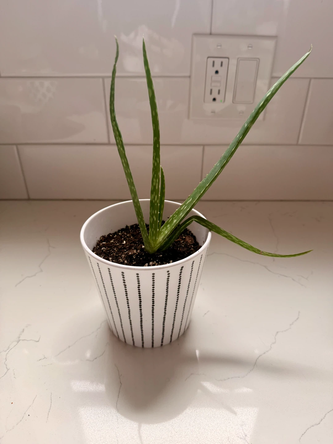 Aloe Vera Plant in Decorative Pot