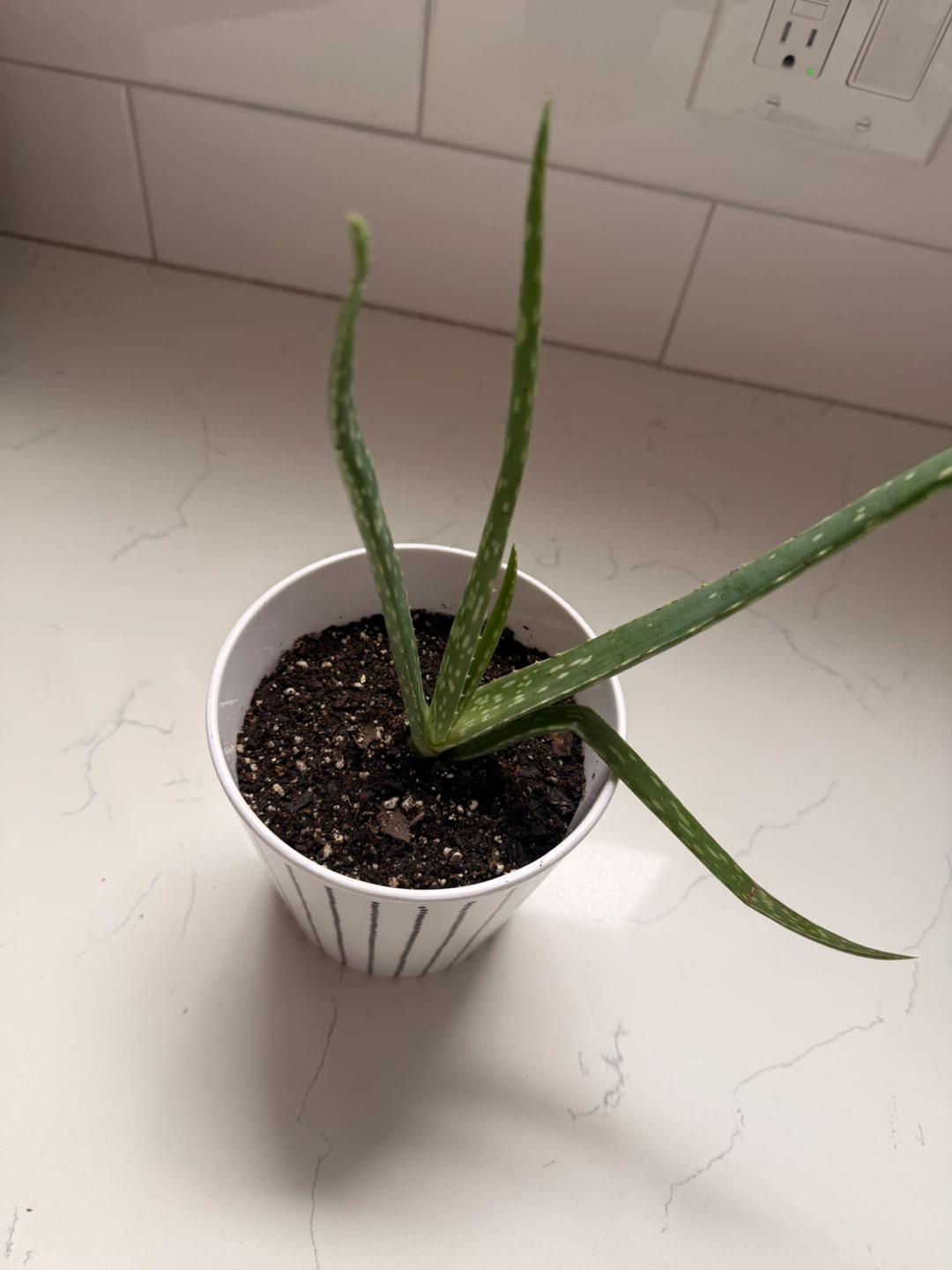 Aloe Vera Plant in Decorative Pot - photo 2
