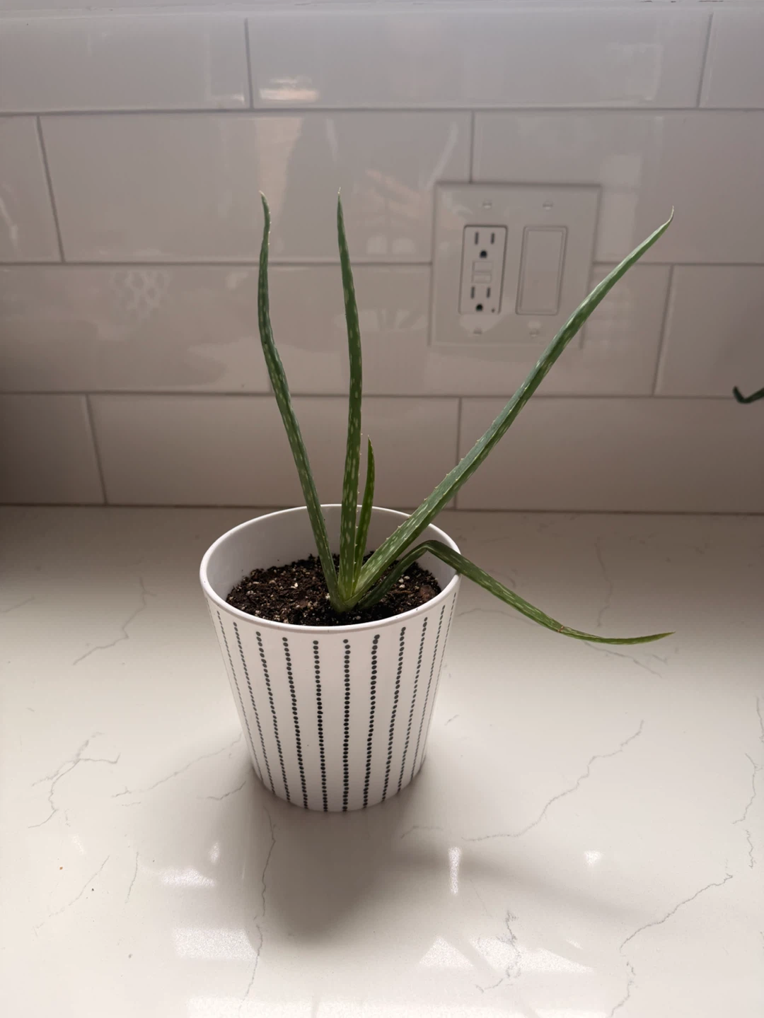 Aloe Vera Plant in Decorative Pot - photo 3