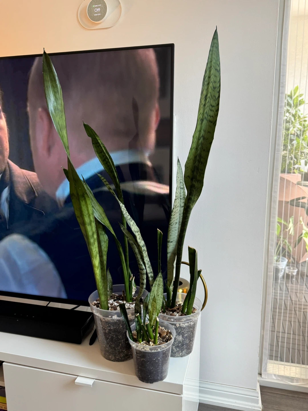 Snake Plant