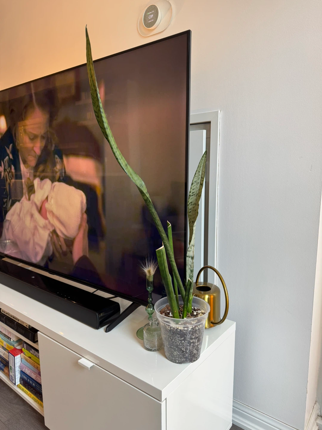 Snake Plant - photo 2