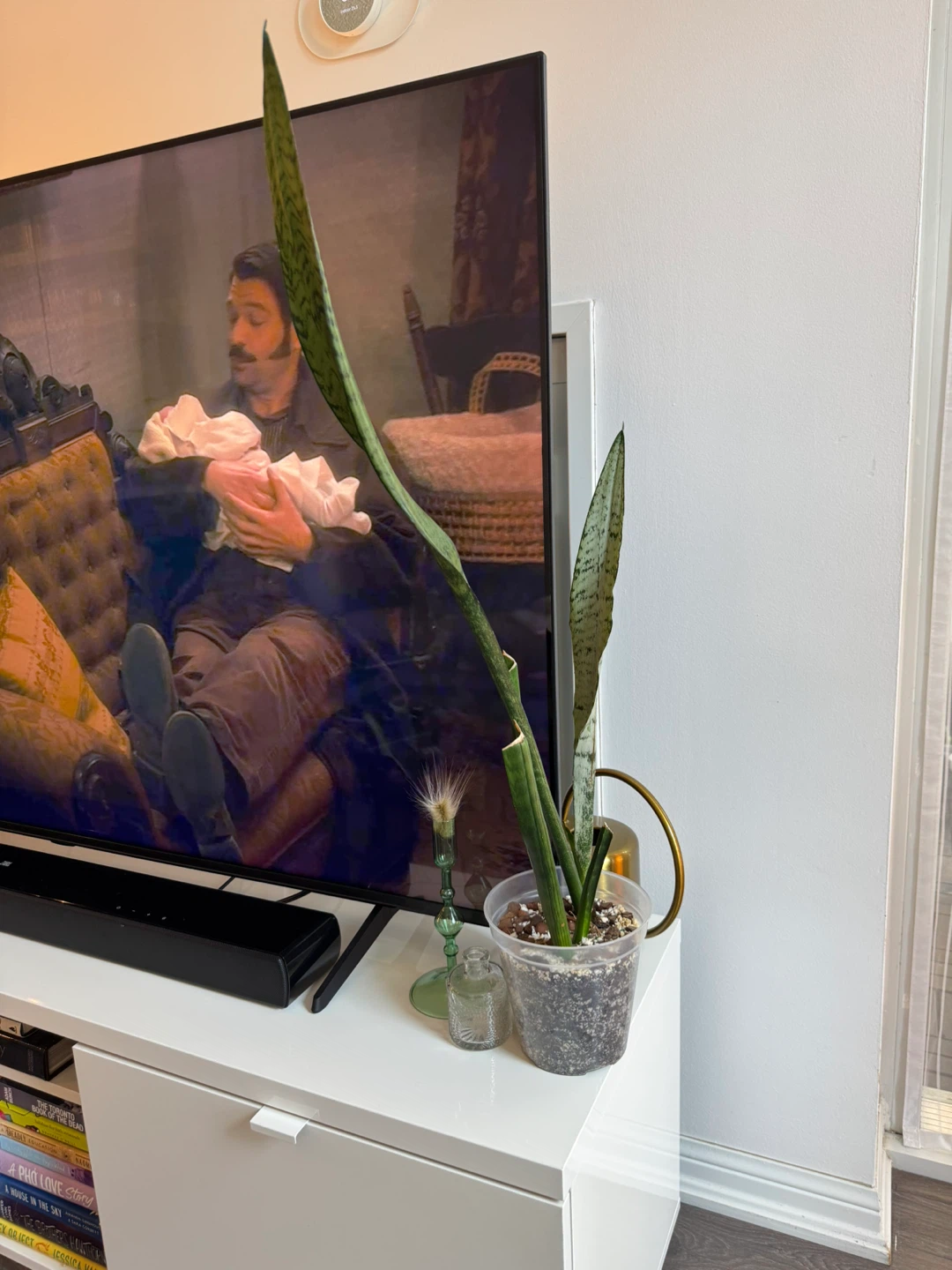 Snake Plant - photo 3