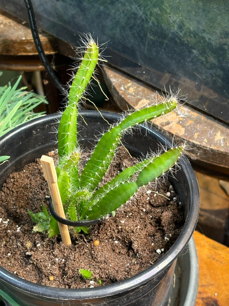 Dragon Fruit Cactus Plant (HYLOCEREUS UNDATUS)