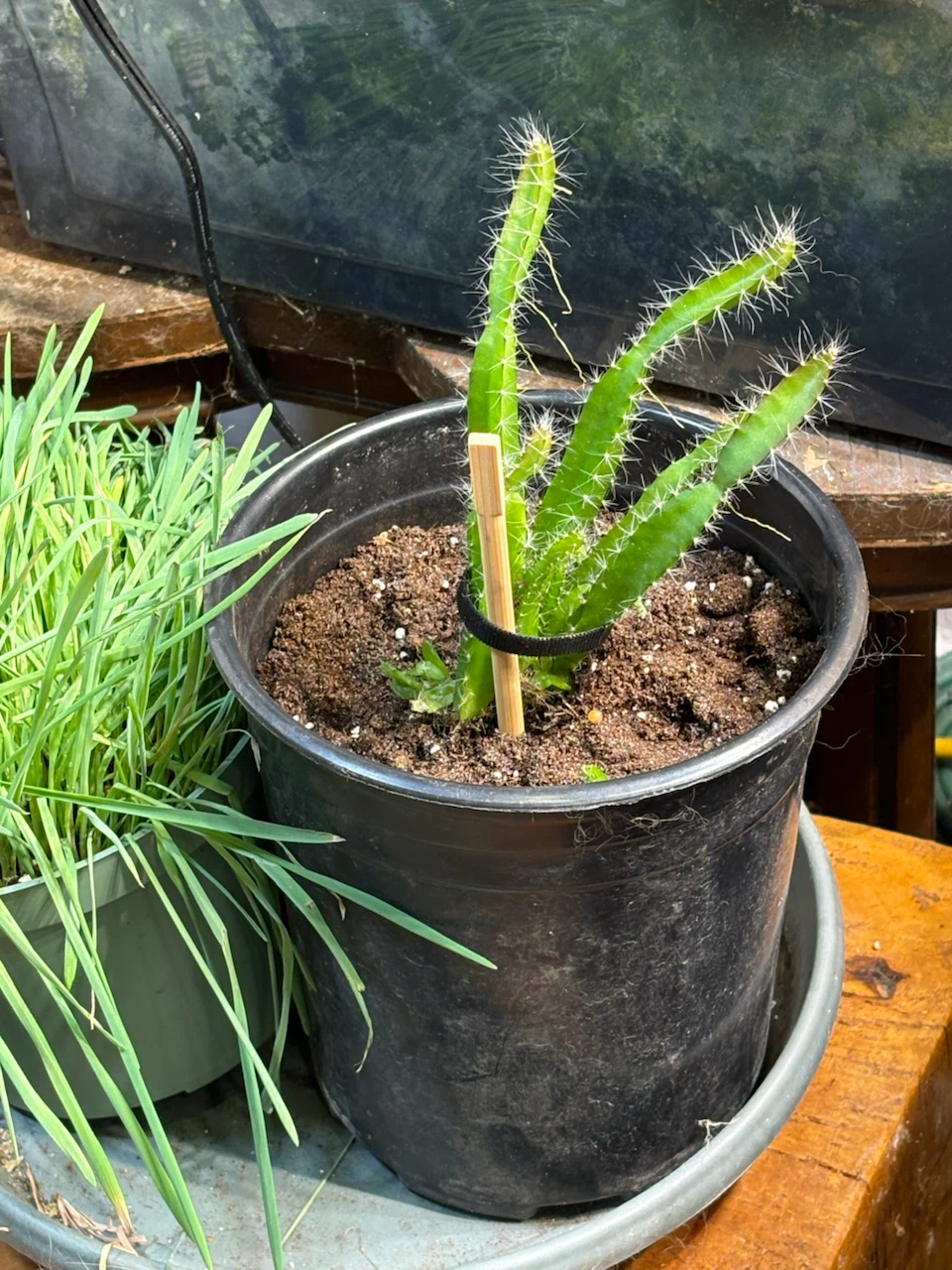 Dragon Fruit Cactus Plant (HYLOCEREUS UNDATUS) - photo 2