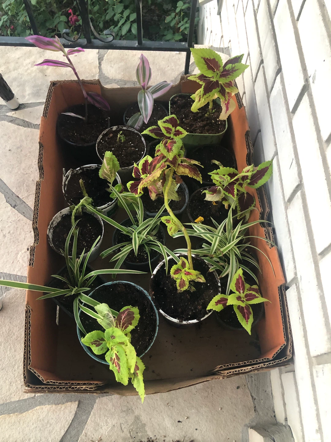 Assorted Potted Plants