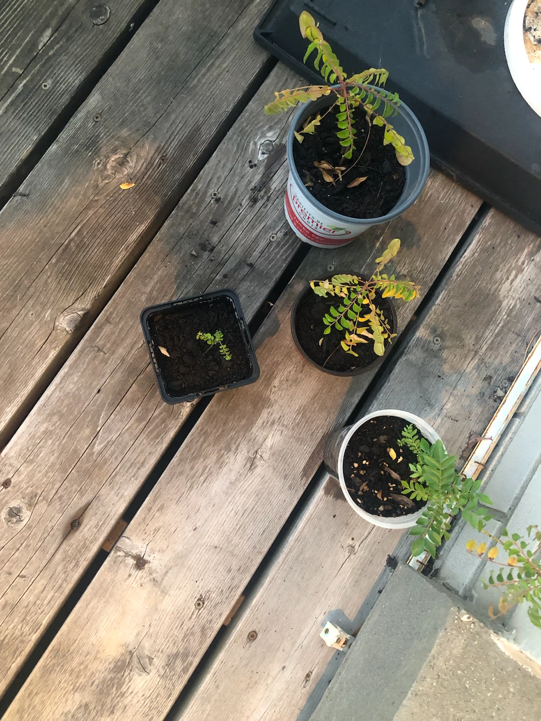 Assorted Potted Plants - photo 2