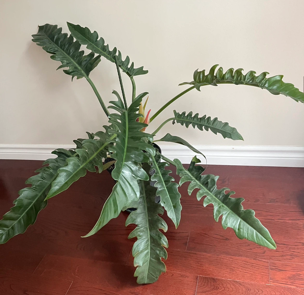 Large Healthy Philodendron Narrows in 9”pot