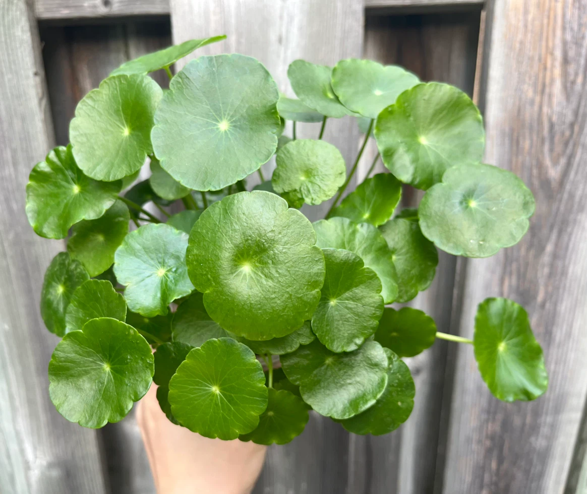 Marsh Pennywort/Chinese money plant in 3-4” cup