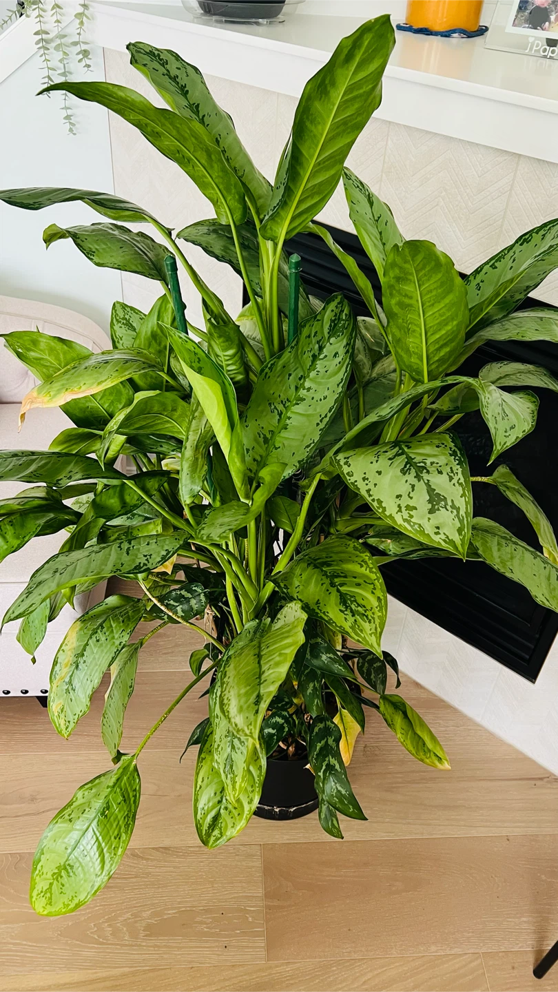 Aglaonema ( Chinese evergreen ) like peace Lilly Plant