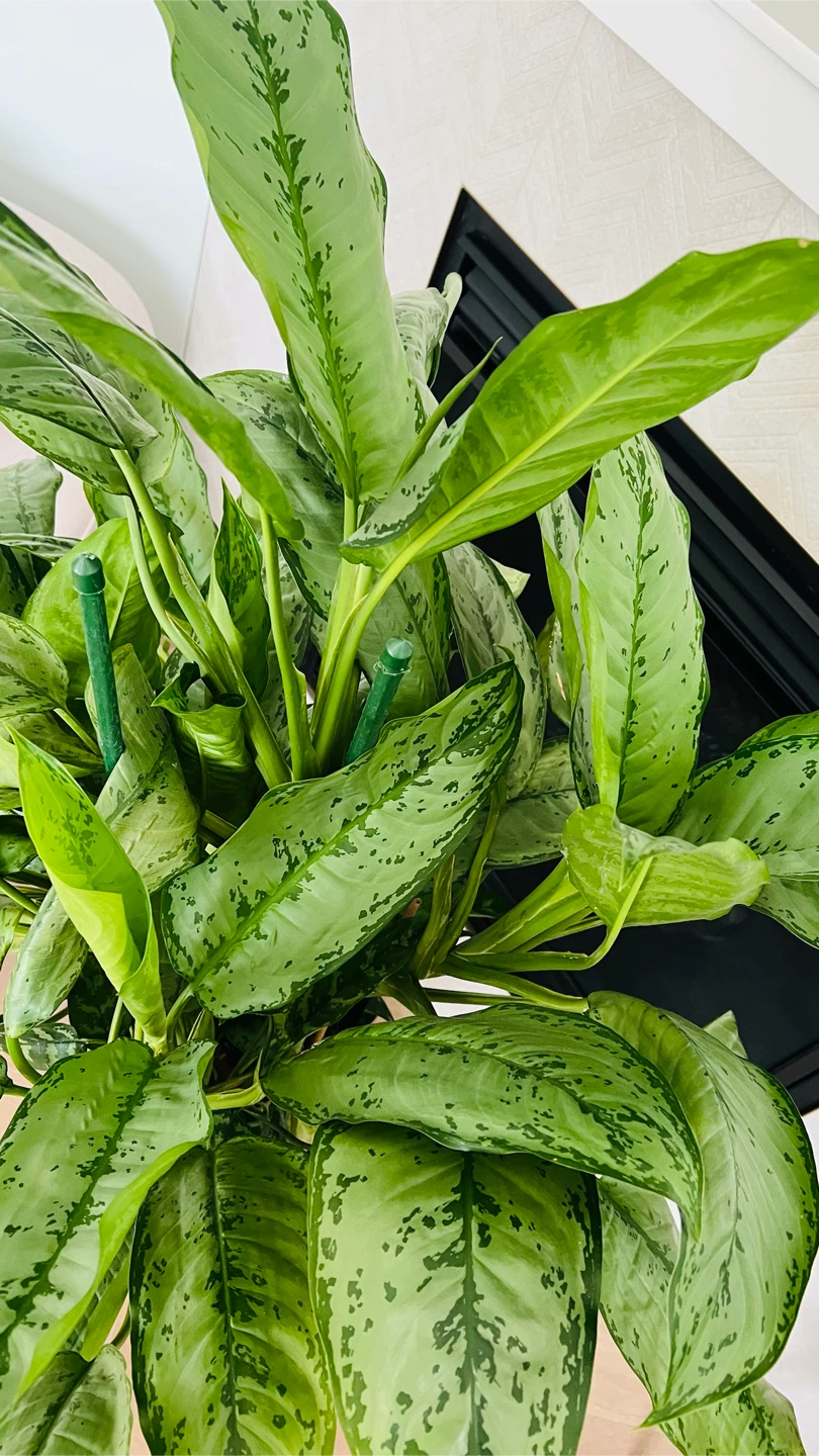 Aglaonema ( Chinese evergreen ) like peace Lilly Plant - photo 2