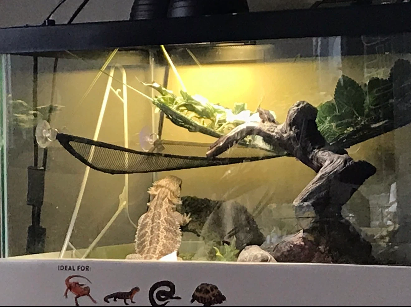 THRIVE 40 GAL Terrarium