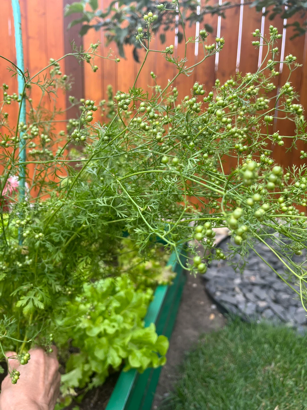 Fresh Coriander green seeds plants using for cooking