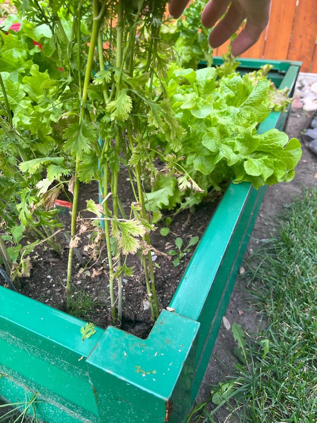 Fresh Coriander green seeds plants using for cooking - photo 2