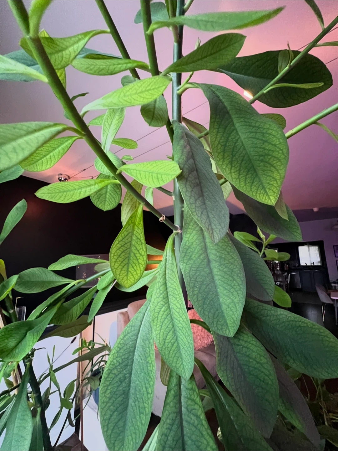 African milk bush plant