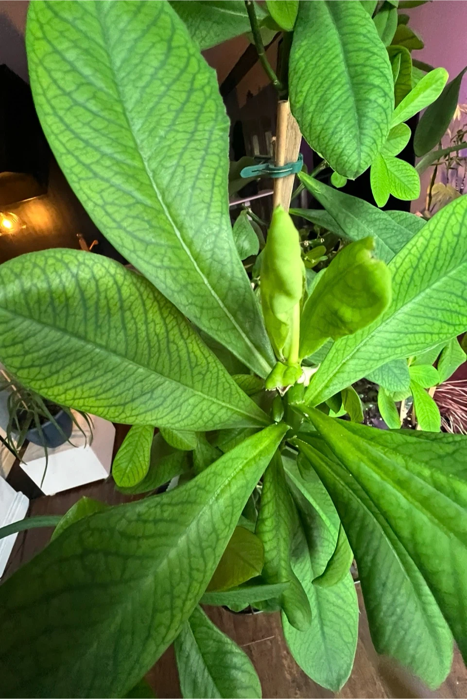 African milk bush plant - photo 2