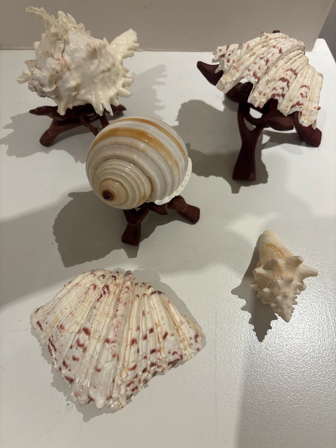 Set of 4 Decorative Seashells with Stands