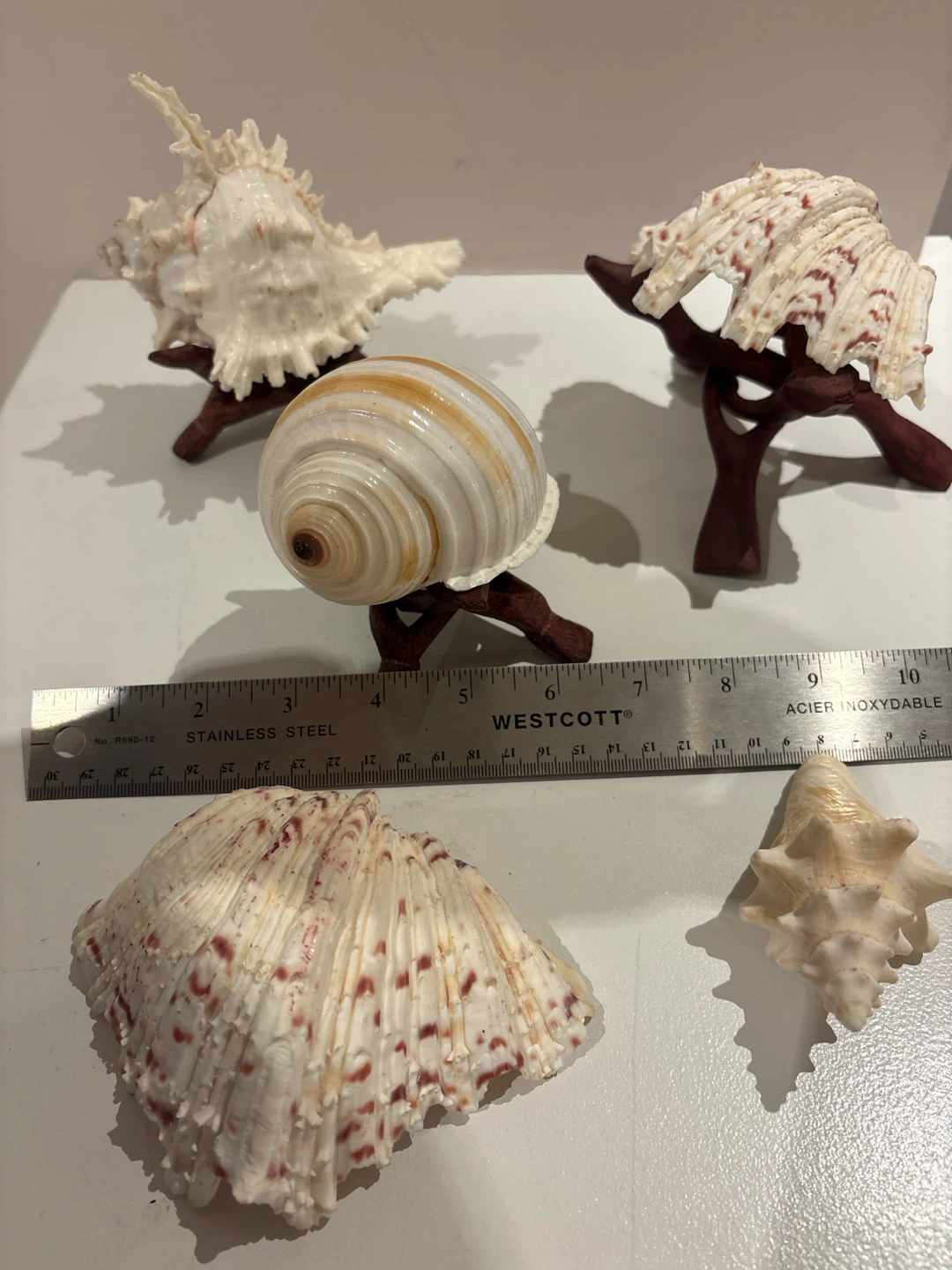 Set of 4 Decorative Seashells with Stands - photo 3