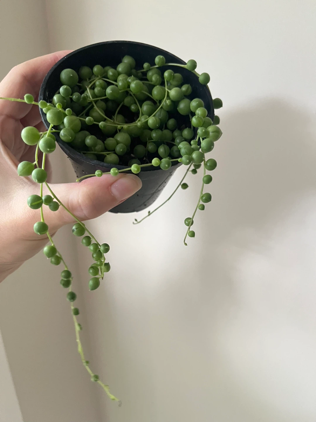 String of Pearls Plant in 3” Pot