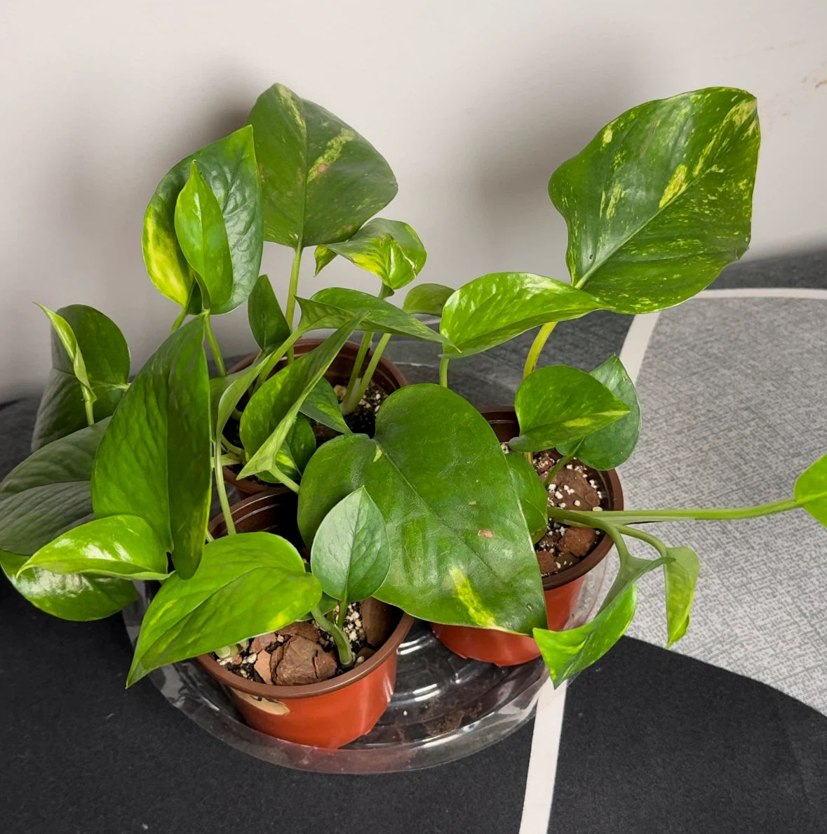 Pothos starters