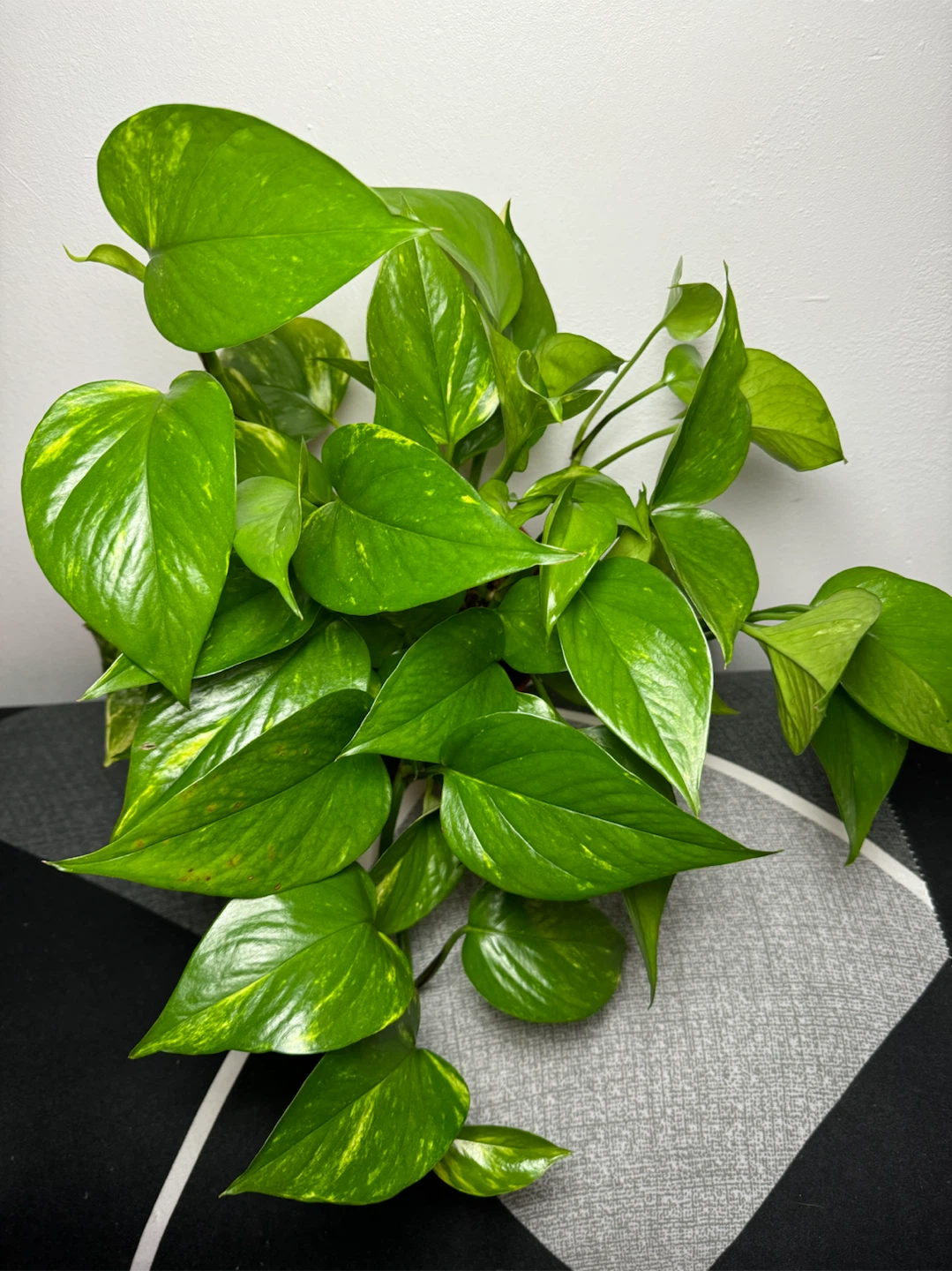 Golden Pothos Plant