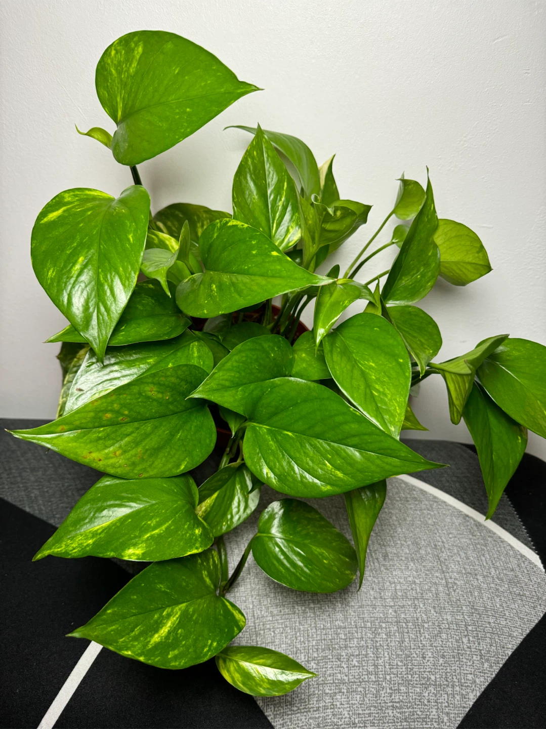 Golden Pothos Plant - photo 2