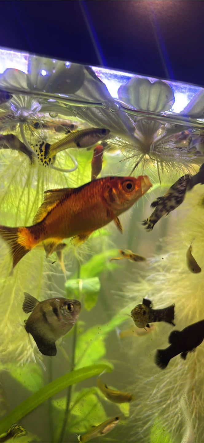 Assorted Live Aquarium Fish