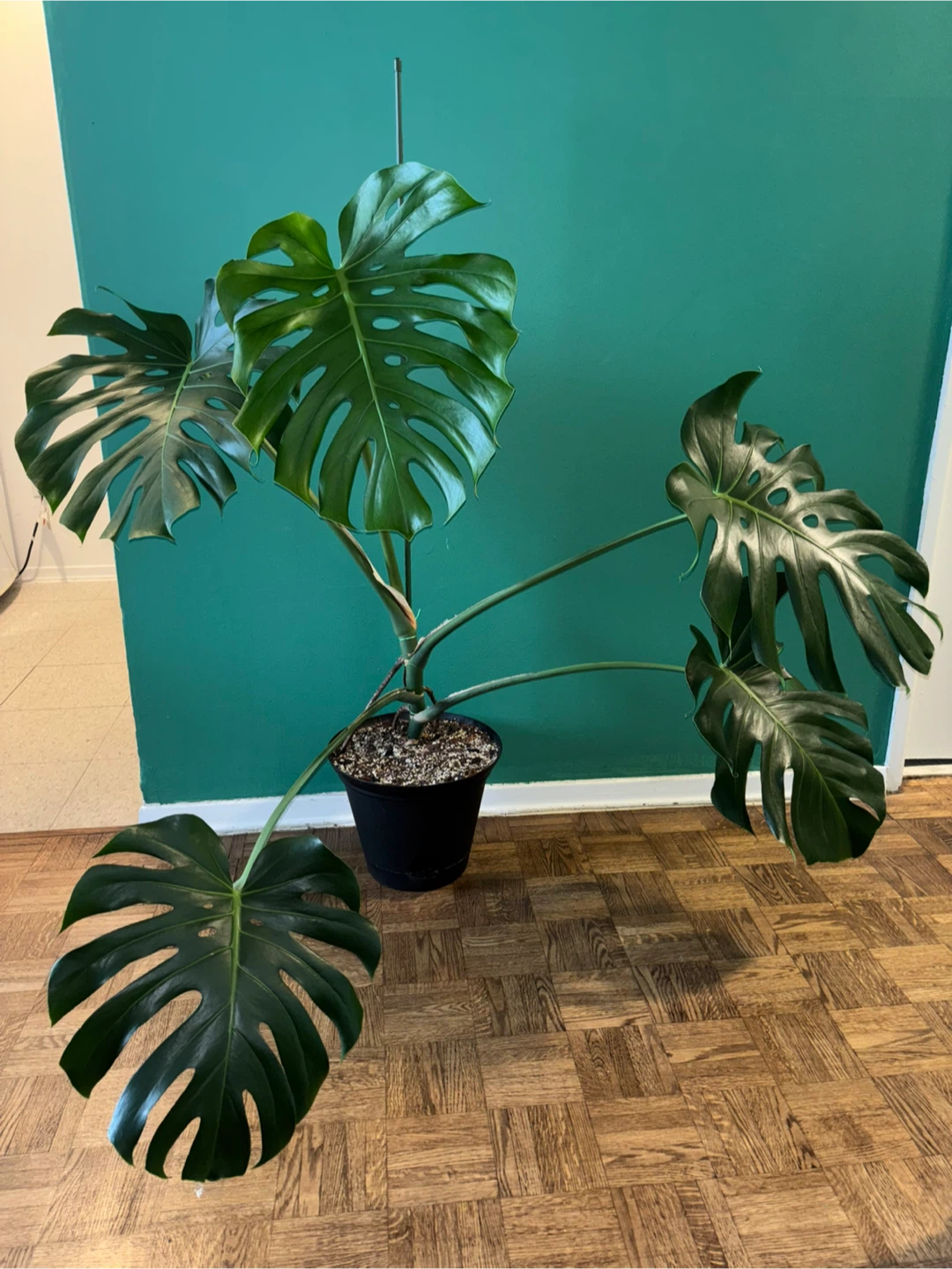 Mature Monstera Deliciosa with Premium Substrate