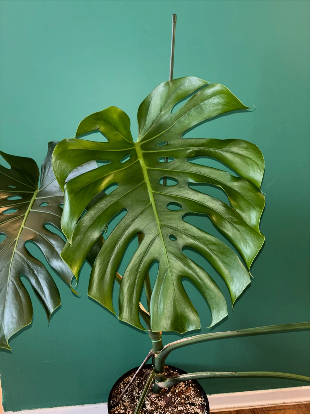 Mature Monstera Deliciosa with Premium Substrate - photo 2