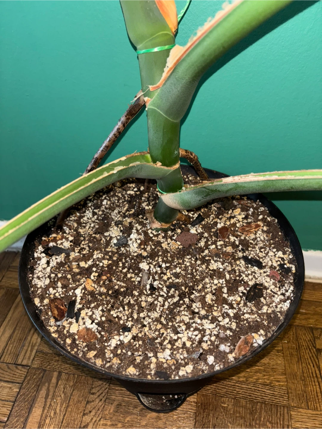 Mature Monstera Deliciosa with Premium Substrate - photo 3