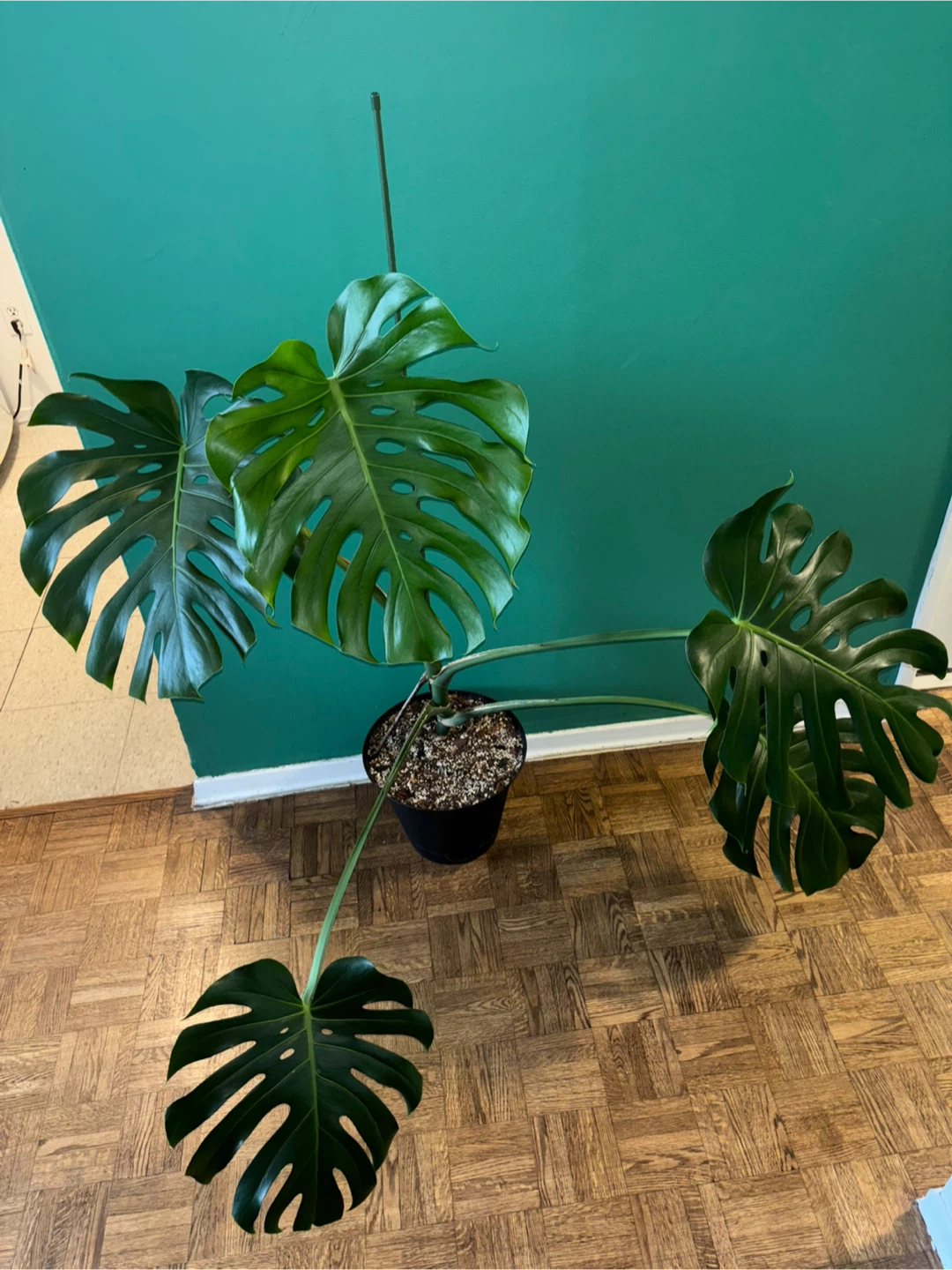 Mature Monstera Deliciosa with Premium Substrate - photo 4