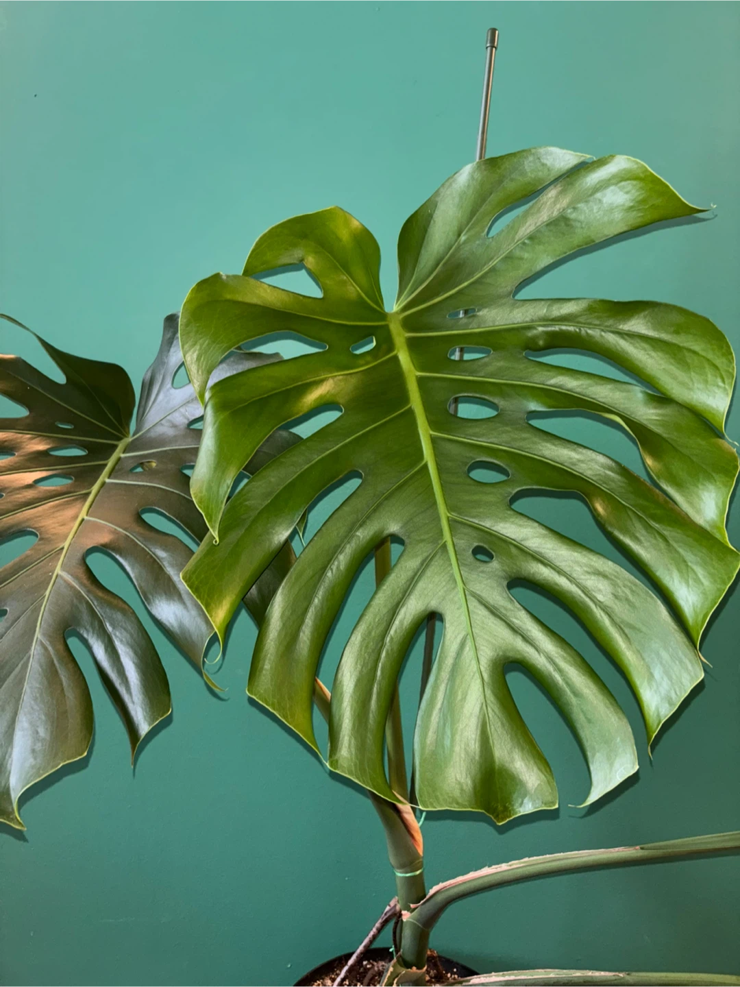 Mature Monstera Deliciosa with Premium Substrate - photo 5