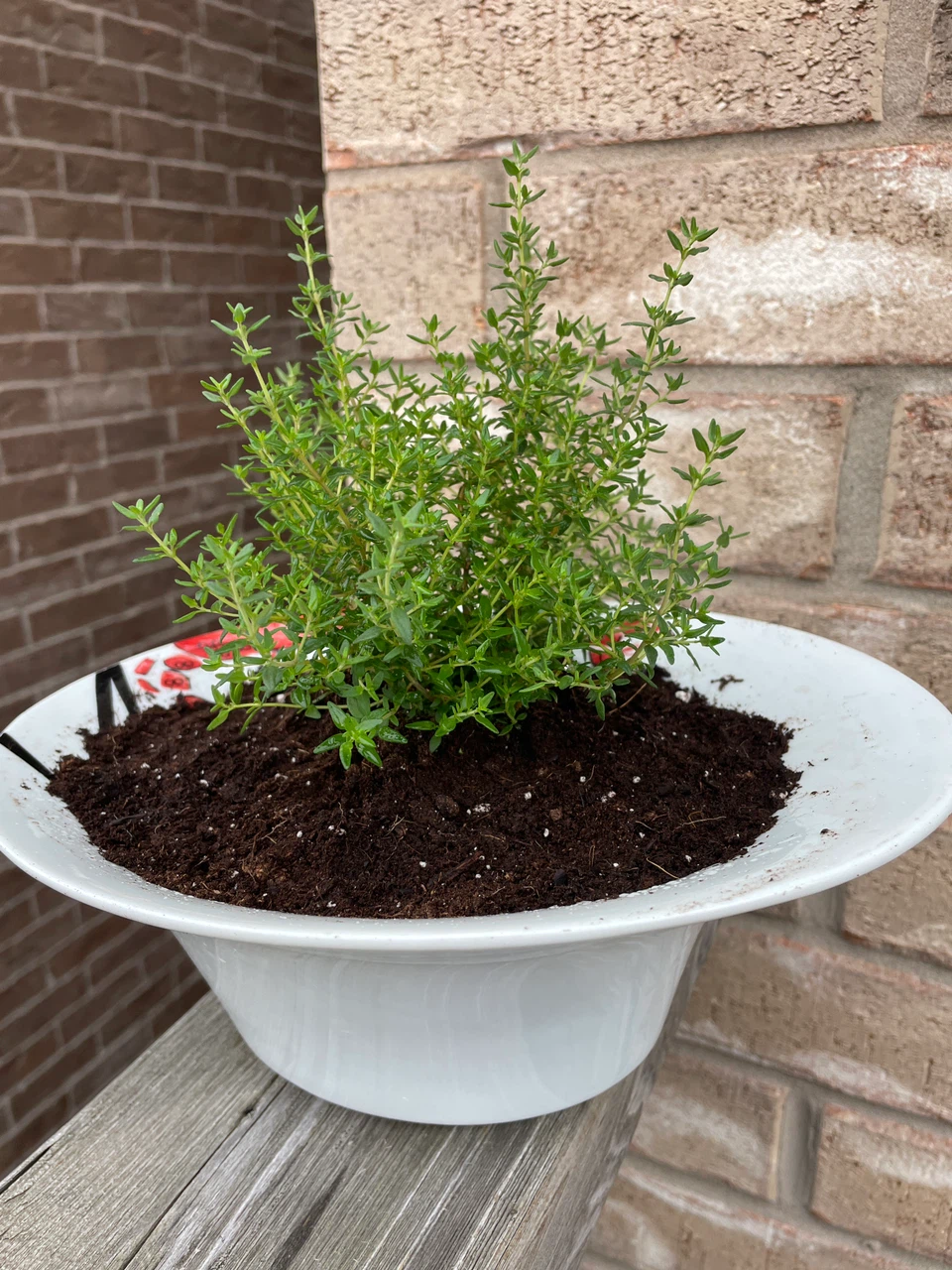 Fresh Thyme Plant in White Pot