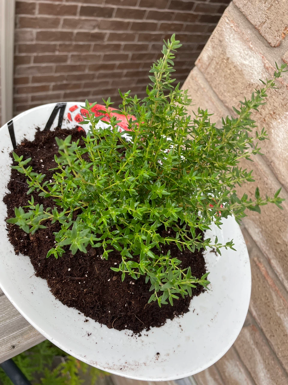 Fresh Thyme Plant in White Pot - photo 2
