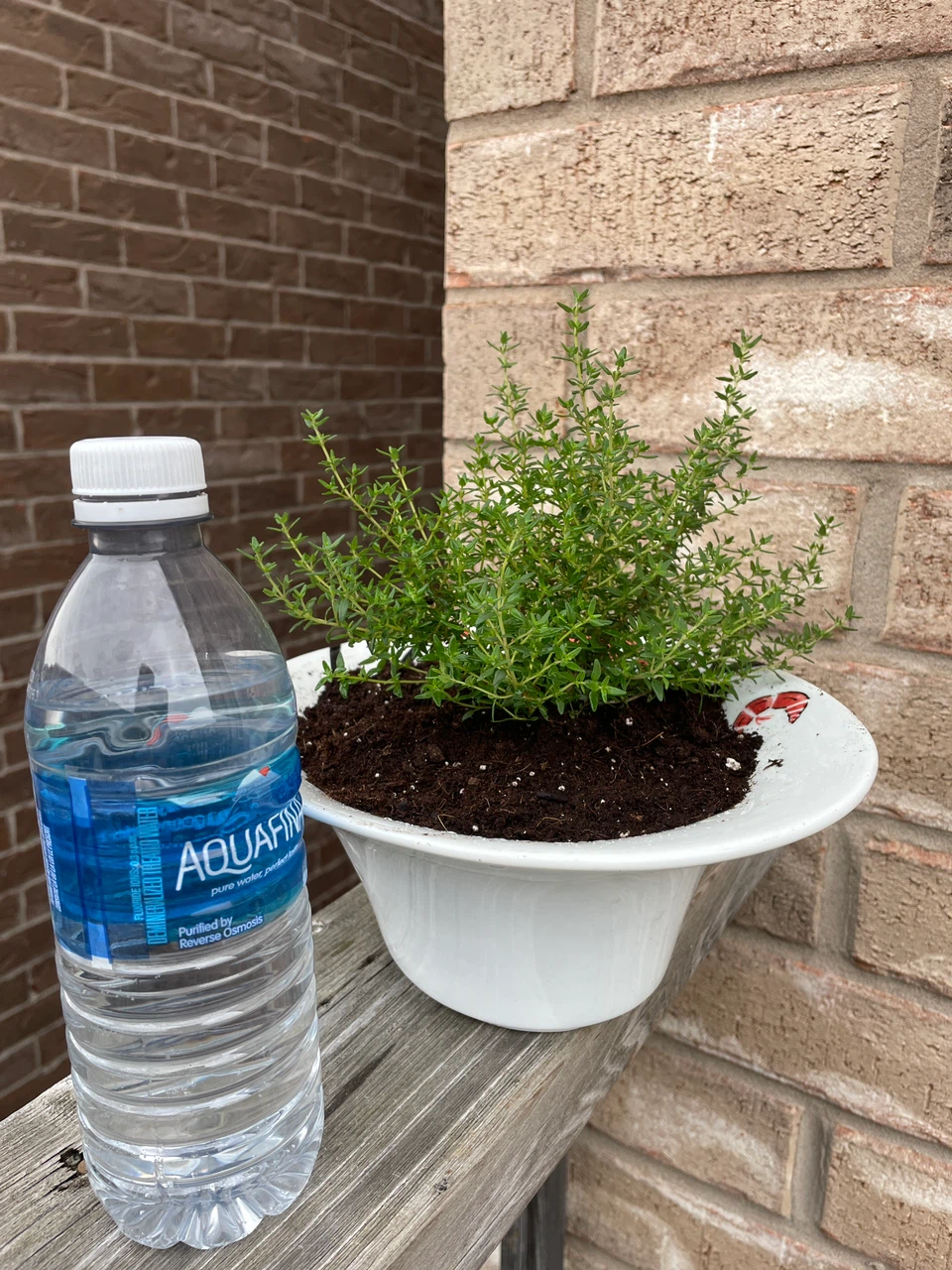 Fresh Thyme Plant in White Pot - photo 3