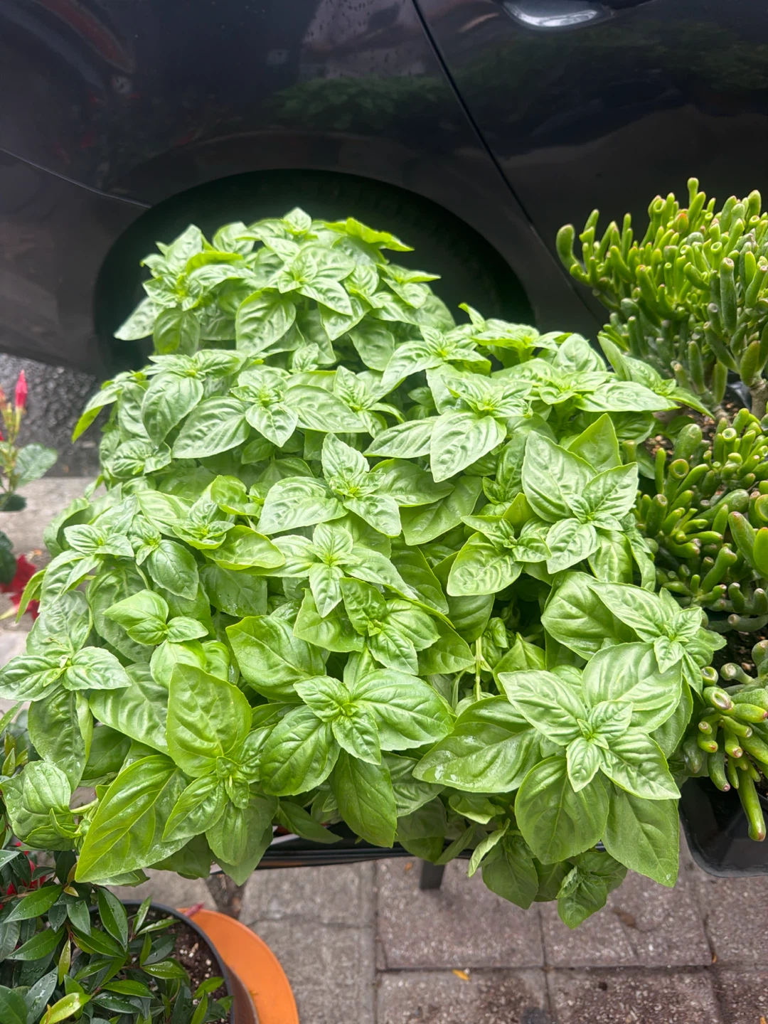 Basil Plant and assorted indoor plants