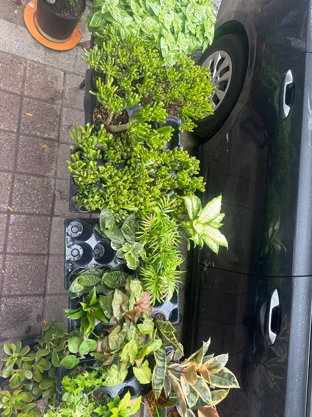 Basil Plant and assorted indoor plants - photo 2