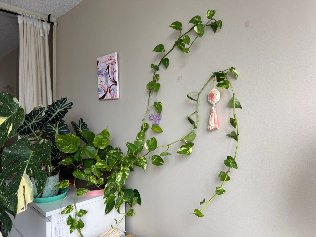 Golden Pothos Plant