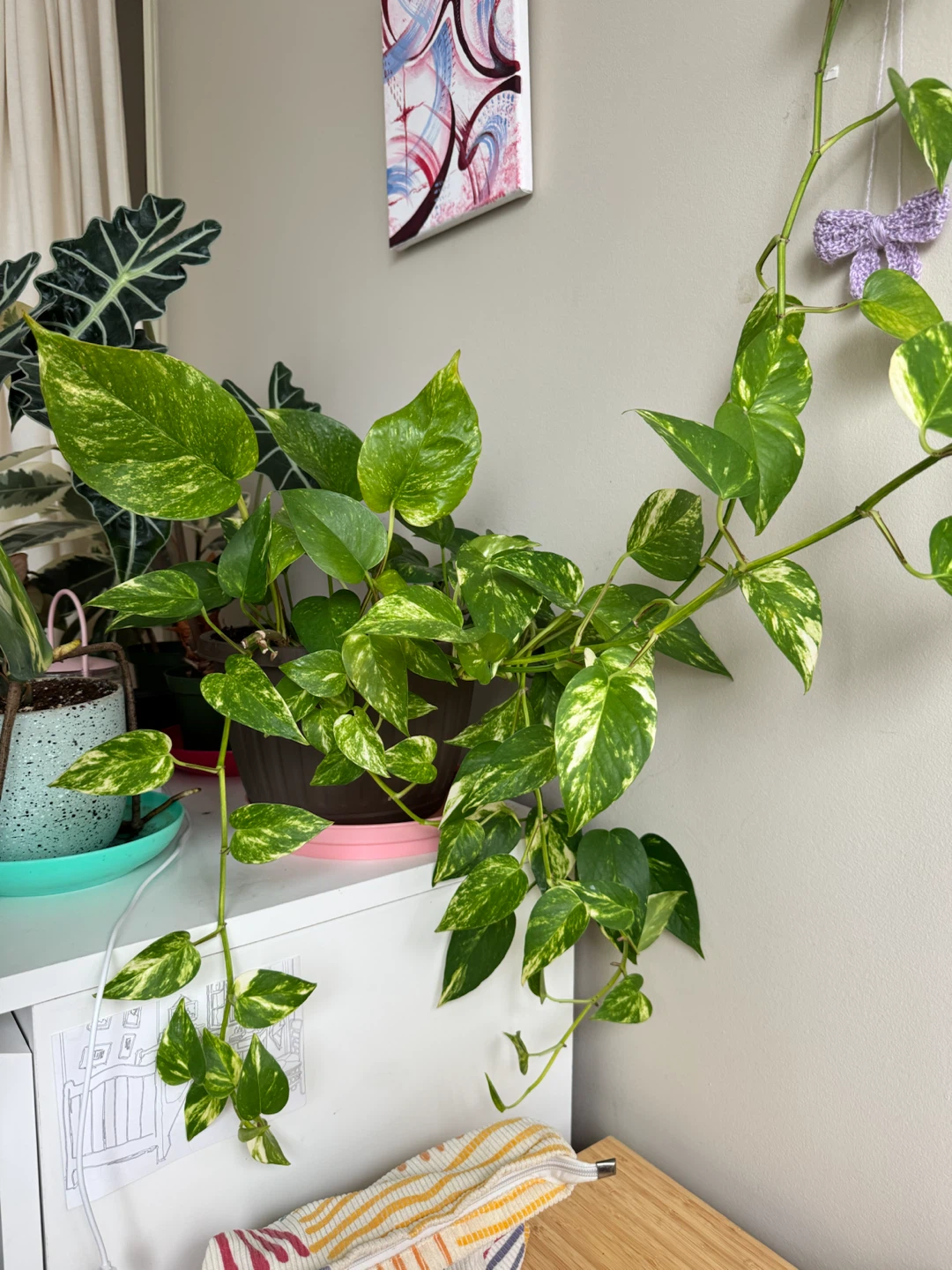 Golden Pothos Plant - photo 2
