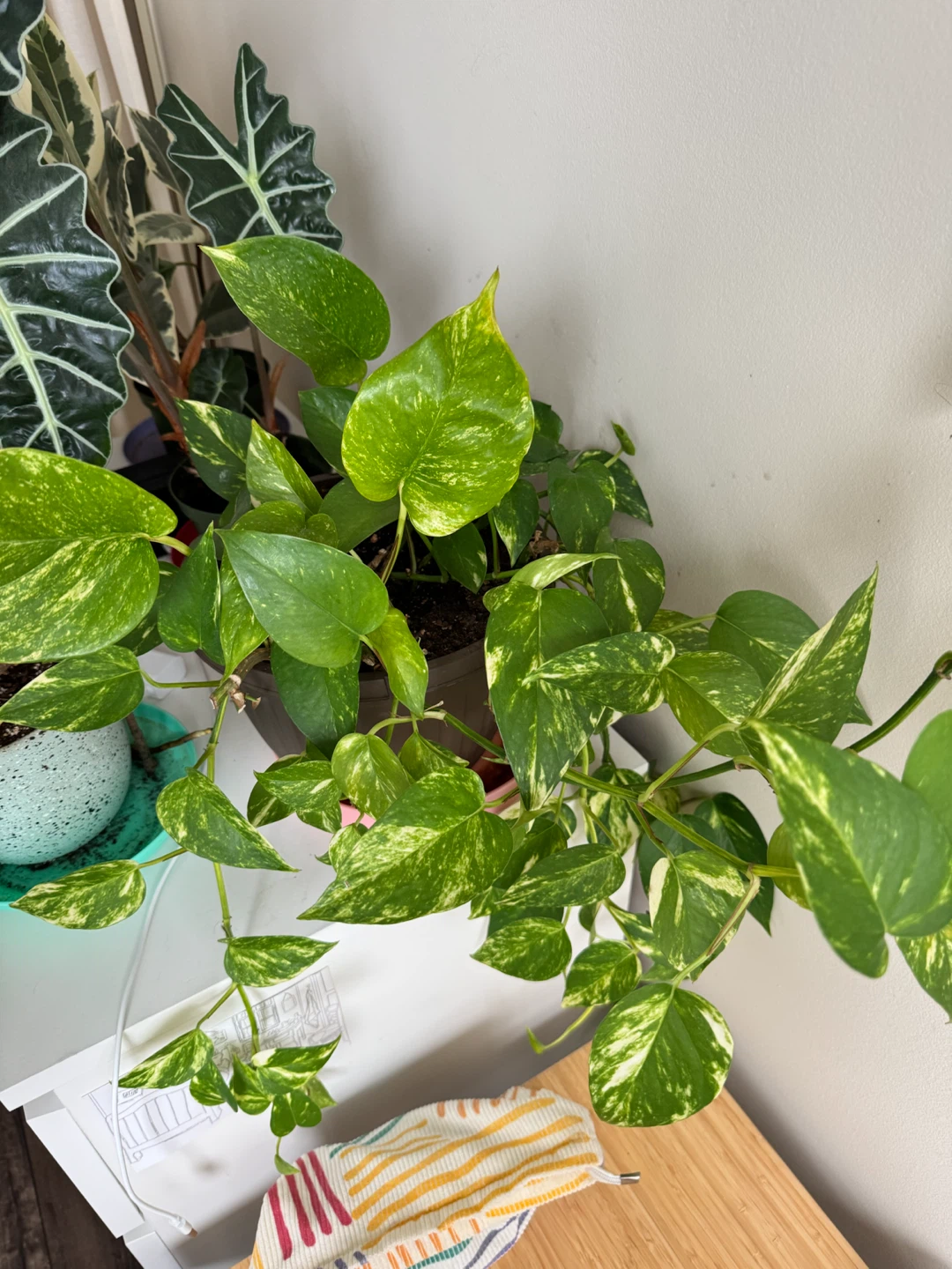 Golden Pothos Plant - photo 3