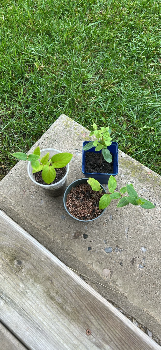 Rooted Honeysuckle plant - photo 2