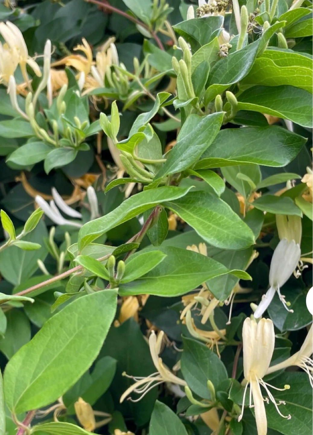 Rooted Honeysuckle plant