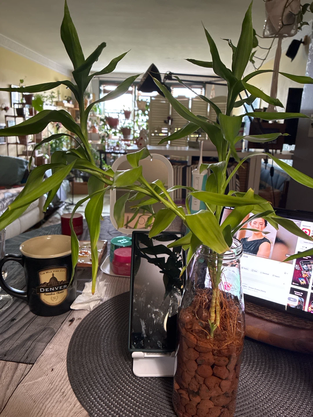 Lucky Bamboo Plant in Glass Vase