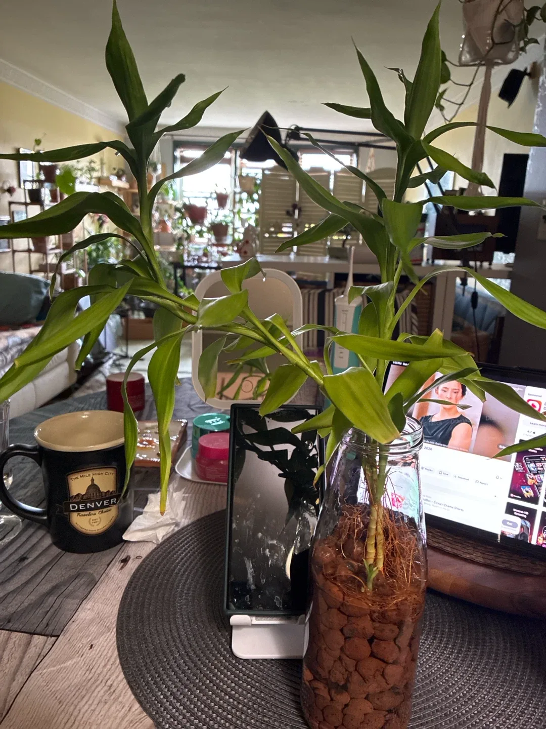 Lucky Bamboo Plant in Glass Vase