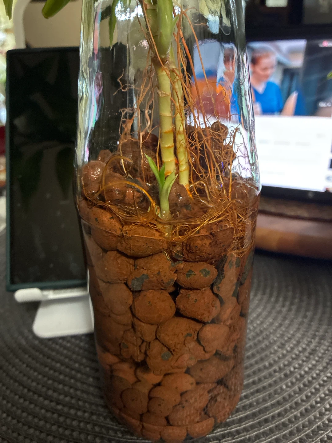Lucky Bamboo Plant in Glass Vase - photo 2